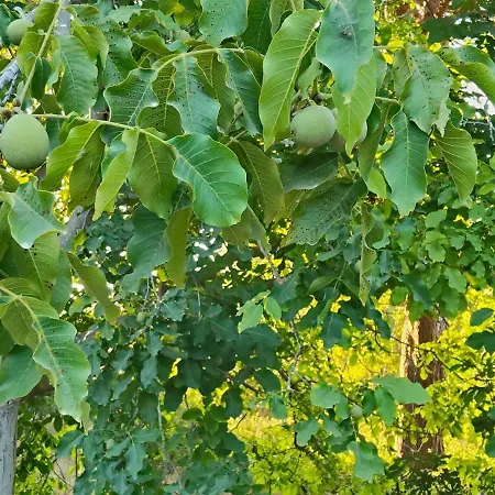 Kusadasi'nda Oezel Havuzlu Kiralik Bueyuek *